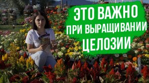 Это ВАЖНО при выращивании целозии!