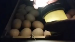 Инкубация куриных яиц в 2025 год. Овоскопирование. (первая инкубация)