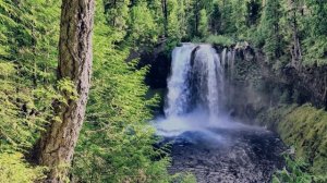 Успокаивающая музыка / Волшебная флейта / Пение птиц / Прогулка по лесу