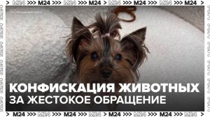 Правительство России поддержало конфискацию животных за жестокое обращение - Москва 24