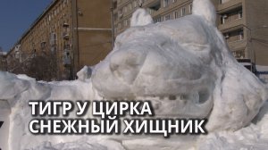 Возле саратовского цирка лежит белый тигр