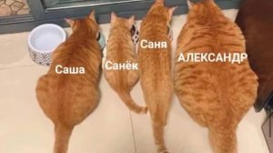 Большая подборка котоприколов от ПƔПЫШѢВЪ и немного ИИ. Расслабься, улыбнись и отдохни ))