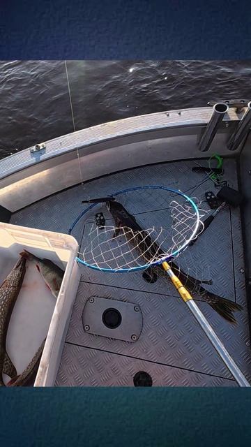 Щуке чем то Досталось!!! смотреть онлайн