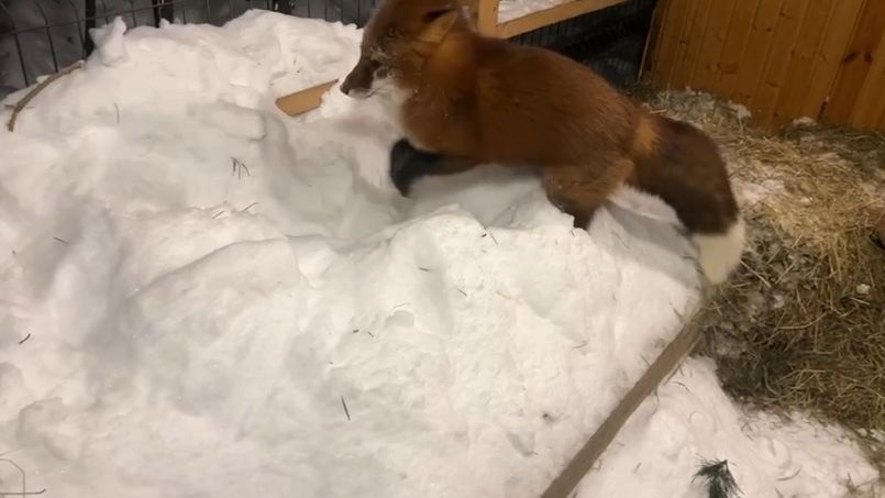 Лиса-Алиса. Снежные забавы лиса Игниса смотреть онлайн