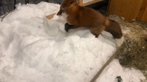 Лиса-Алиса. Снежные забавы лиса Игниса