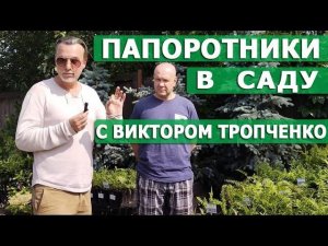 Папоротники в саду. Виды, сорта, агротехника