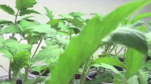 2 ложки под рассаду и она вырастит крепкой и преземистой