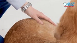 Elite Professional спрей-кондиционер с аллантоином для собак и кошек