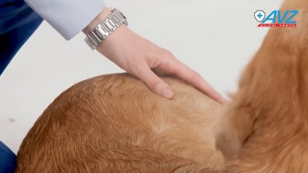 Elite Professional спрей-кондиционер с аллантоином для собак и кошек