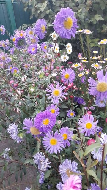 Астры. Смесь сортов и окрасок. смотреть онлайн