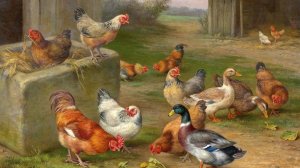 /Взвешивание сравнение яйца кур пород Пушкинская и Ушанка /