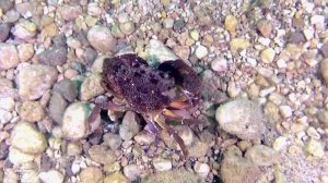 ГИМН ДЦ "ПРАВДА О ДАЙВИНГЕ"