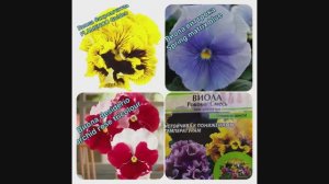 Виола. Результаты всхода семян