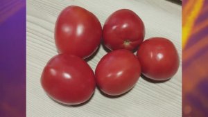 Томаты для открытого грунта. Какие сорта оказались более устойчивы к похолоданиям.  г. Киров