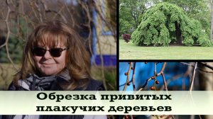 Обрезка деревьев весной; обрезка деревьев 2020; обрезка привитых плакучих деревьев; правила, приемы.