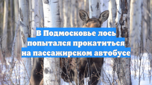 В Подмосковье лось попытался прокатиться на пассажирском автобусе