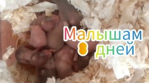 ХОМКАМ 8 дней. #хомяки