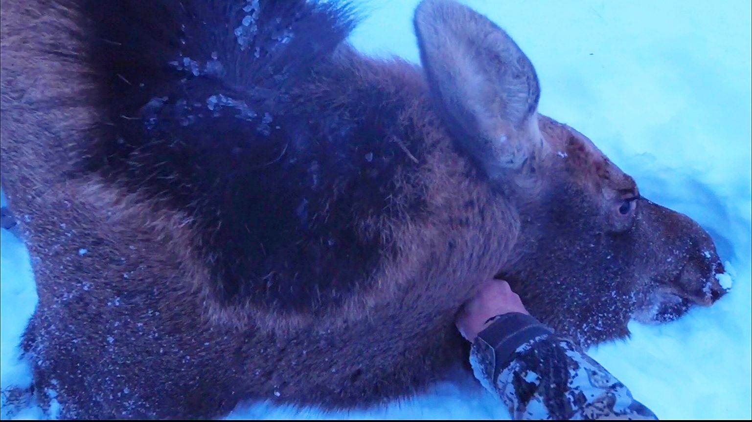 ОХОТА НА ЛОСЯ В ОДИНОЧКУ / В ЭТИХ МЕСТАХ ЧЁРТ НОГУ СЛОМИТ / УДАЛОСЬ ДОБЫТЬ ДИКОЕ МЯСО. смотреть онлайн