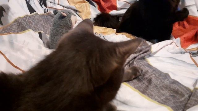 Мишка и Тишка дома.