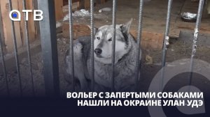 Вольер с запертыми собаками нашли на окраине Улан-Удэ
