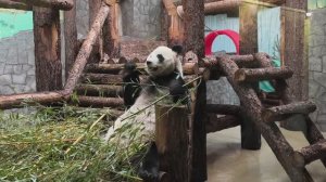 Наблюдаем за жизнью панд в Московском зоопарке. Очарованию Жуи и Катюши нет предела