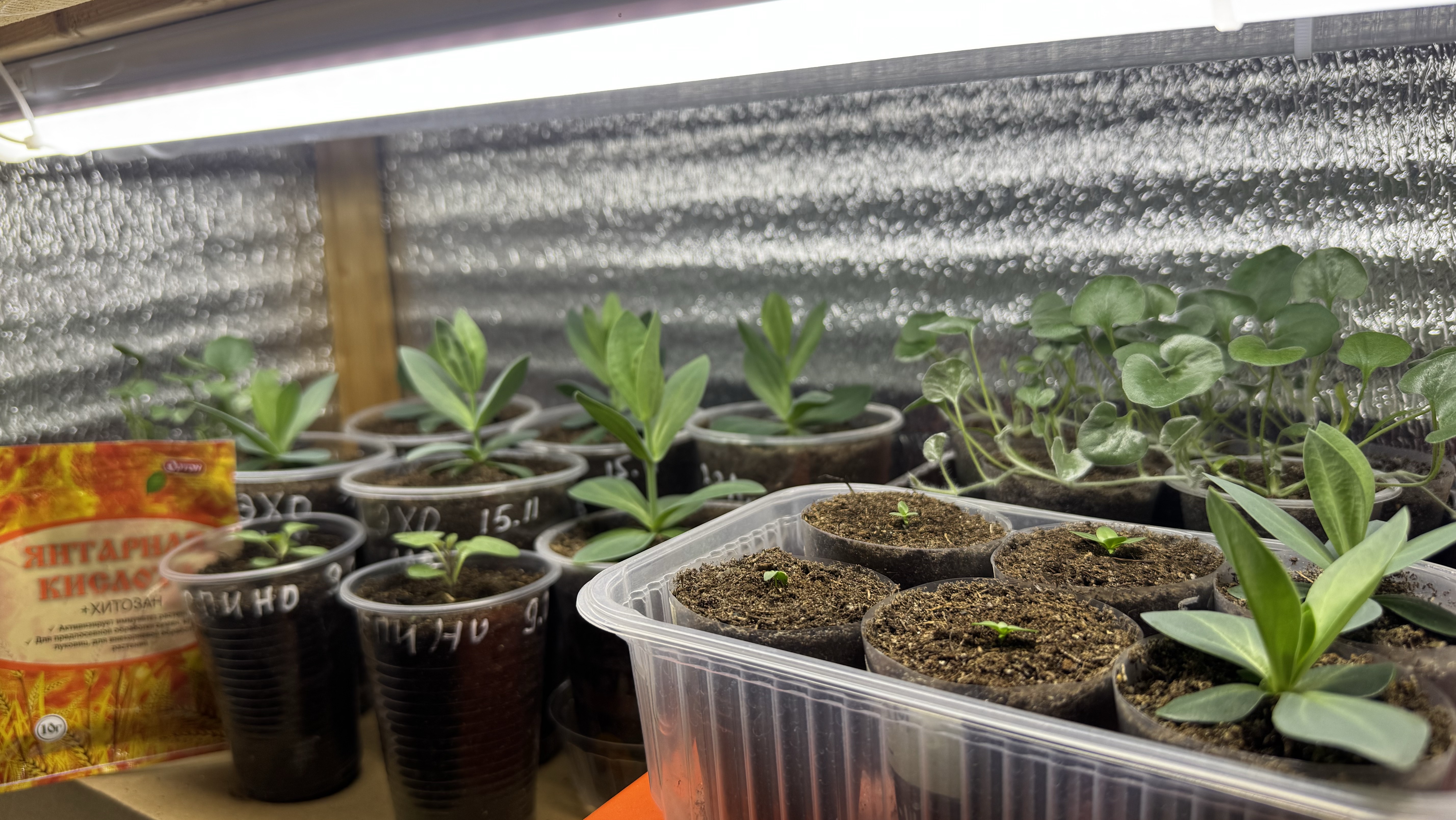 01.02.26 обзор рассады: Эустомы, Пепино, Дизондра, Пеларгония смотреть онлайн