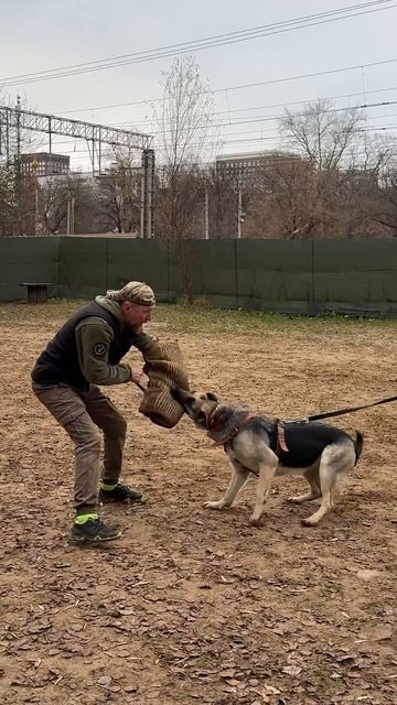 ВЕО Валентлайф Шерритэ Шанз Элизэ 17мес, ЗКС, КЦ Сокольники №3