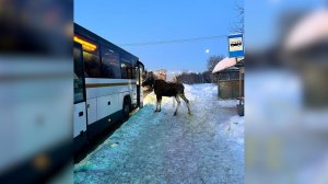 Самого "дисциплинированного" лося сняли на видео в Подмосковье