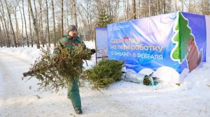 Елку на переработку можно сдать до 8 февраля