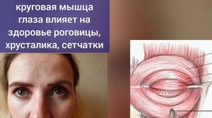 Здоровье сетчатки и хрусталика ухудшается из-за спазма круговой мышцы глаза. Упражнения