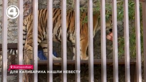 Для капибары в Екатеринбургском зоопарке нашли невесту