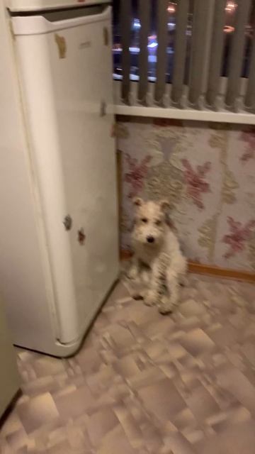 СОБАЧИЙ РЕЦЕПТ 🎂! ВАРЮ СОБАКАМ КУШАТЬ 😁! ЗА УШИ НЕ ОТТАЩИШЬ 👍!