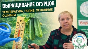 Как выращивать огурцы правильно: полив, условия и частые ошибки
