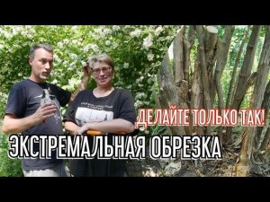 Мастер-класс по формирующей и омолаживающей обрезке старого чубушника