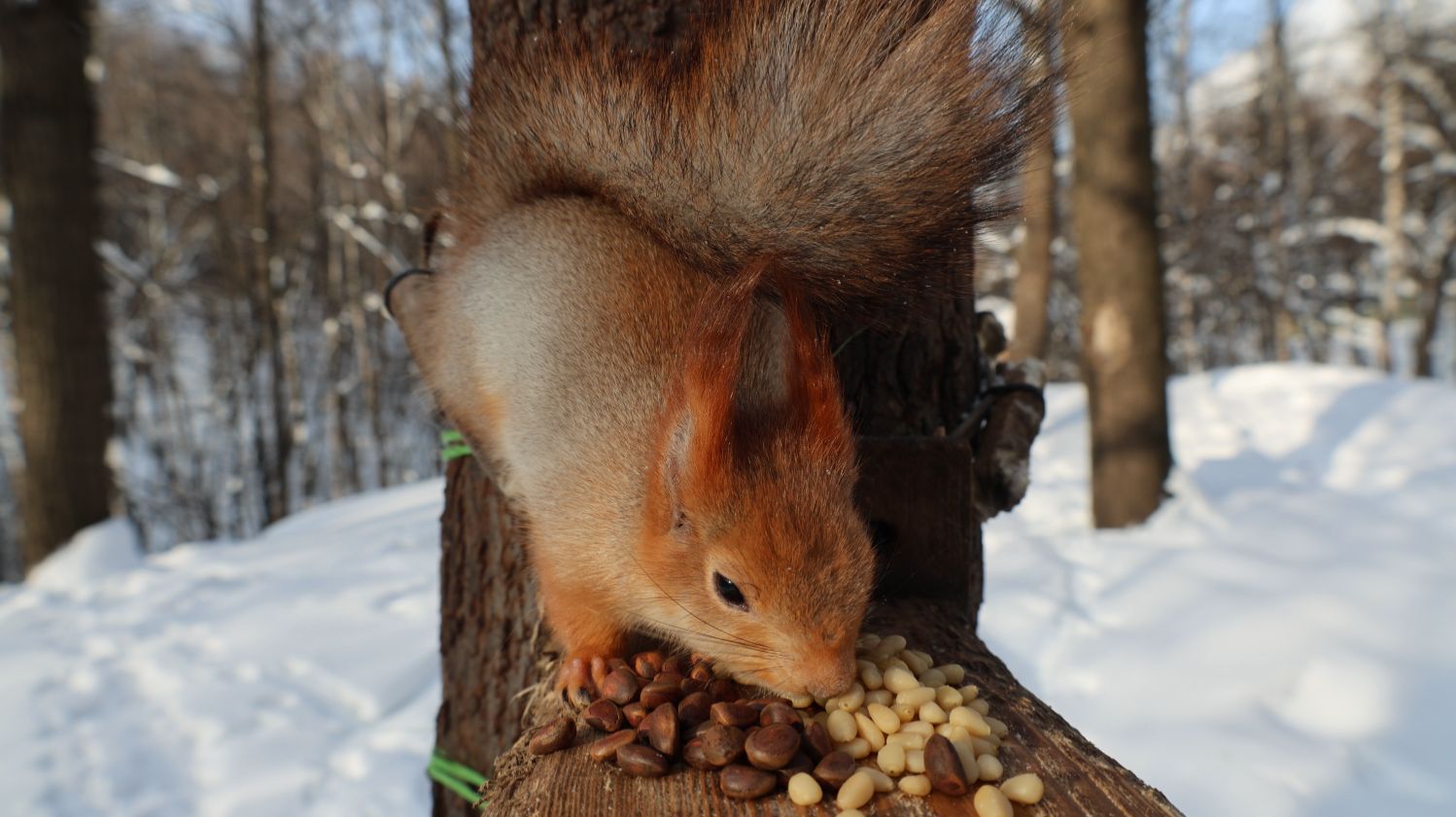 Немного о Белке с глазиком смотреть онлайн