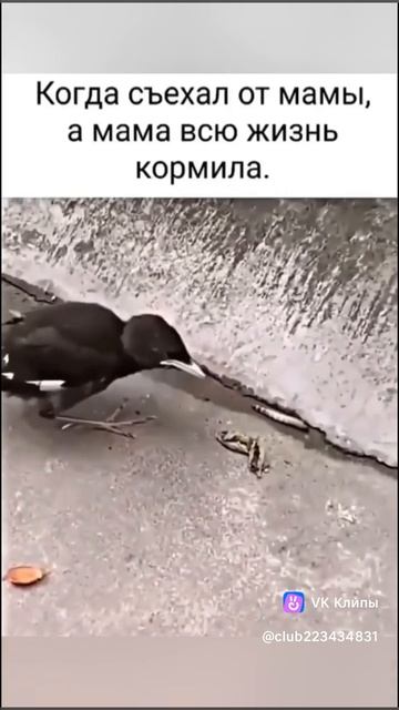 Когда съехал от мамы смотреть онлайн