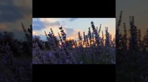 ДУШЕВНАЯ ИСТОРИЯ 5-я. Ванечка