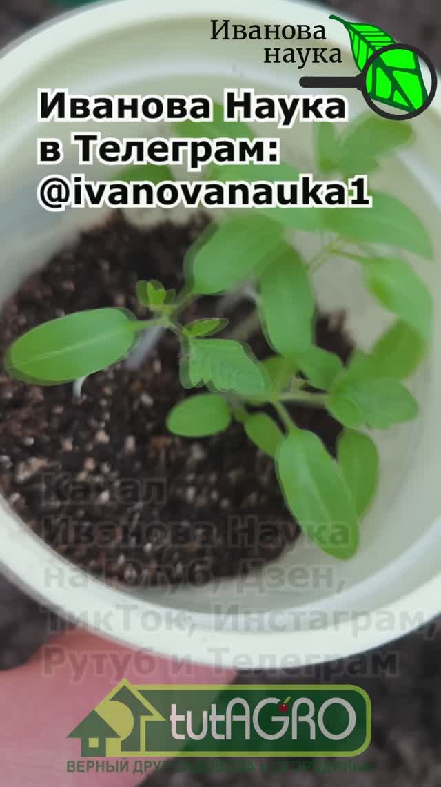 Вот почему у меня ВСЕГДА крепкая, толстая и приземистая рассада. Просто делай ТАК с самого начала.