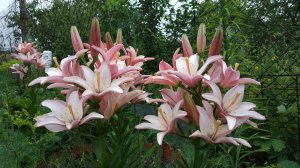 Красивые лилии без запаха. Для людей страдающих аллергией.