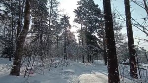 Обеденная прогулка. 4 февраля.mp4