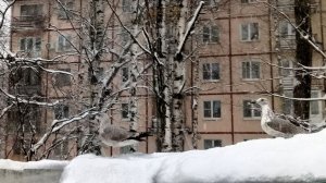 Холодный день