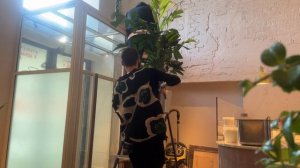 Как озеленить ресторан, реальный кейс