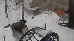 Снегири соображают на троих