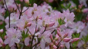 Фестиваль Ботанического сада