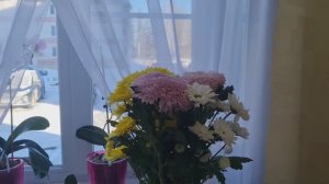 Муж принёс цветы, шоколадку и упаковку спанбонда, чтобы это значило? Извинения принимаются!