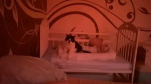 СТАЛИ РОДИТЕЛЯМИ! РЕАКЦИЯ КОТИКОВ НА МАЛЫША!