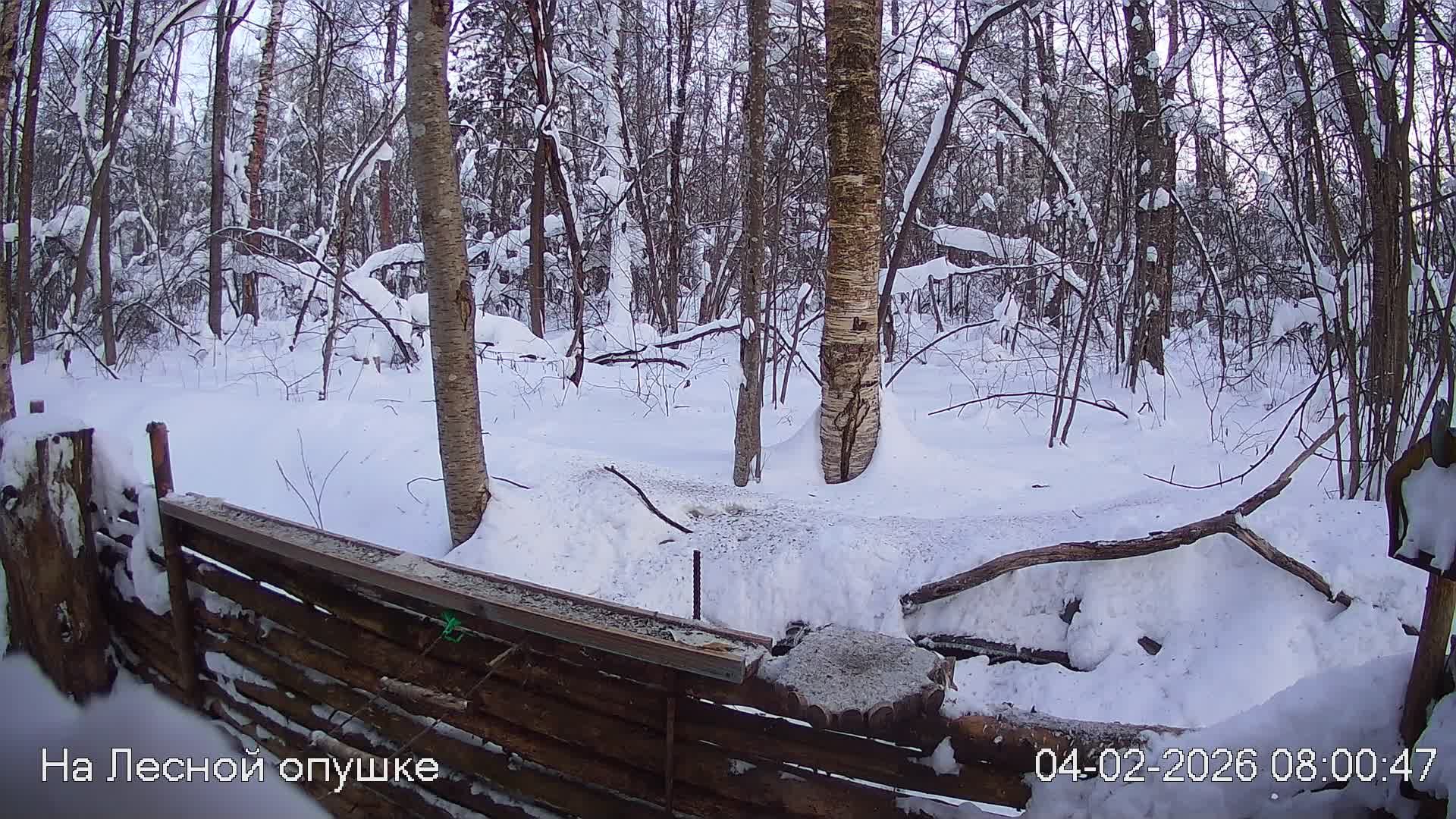 LIVE: На лесной опушке. Природа онлайн смотреть онлайн