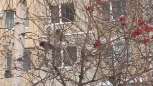 МАРАКЕШ.МАКСИМ АПРЕЛЬ. **К ТЕБЕ ПО МОРОЗУ**Да Сегодня минус 23 все равно я решила на прогулку бежать