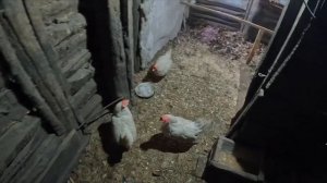 В деревне всё спокойно, несмотря на мороз и курьёз с курицей