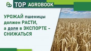 Урожай пшеницы должен расти, а доля в экспорте - снижаться | TOP Agrobook: обзор аграрных новостей